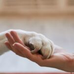 Seguro para pets no Japão: como funciona e vale a pena contratar?