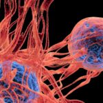 Jejum que “come o câncer”? O que um cientista japonês realmente descobriu