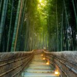 Arashiyama sofre com vandalismo e superlotação: entenda a polêmica