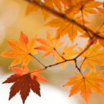 TOP 5 Comidas que os japoneses mais comem no outono | Você sabia disso?! TOP 5 Comidas que os japoneses mais comem no outono | Você sabia disso?!