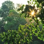 5 técnicas japonesas para melhorar sua vida no dia a dia