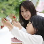 Ichigogari: como funciona a colheita de morangos no Japão e quando vale a pena ir Ichigogari: como funciona a colheita de morangos no Japão e quando vale a pena ir