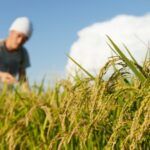 Mudanças climáticas ameaçam o arroz no Japão e aumentam riscos de enchentes