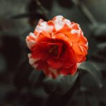 Yūgen: a beleza invisível que o Japão ensina a sentir