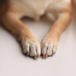 Quanto custa levar pet do Japão para o Brasil de avião? Quanto custa levar pet do Japão para o Brasil de avião?