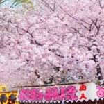 Festival de flores de cerejeira é cancelado após turistas invadirem casas e defecarem em jardins privados