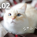 Neko no Hi: o Dia do Gato no Japão