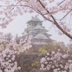 Sakuras 2026: confira a previsão para o florescimento das flores de cerejeira!