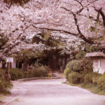 Shunbun no Hi: o dia em que a primavera chega ao Japão