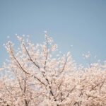 Idoso de 89 anos é preso após morder mulher durante hanami e morre após passar mal no Japão